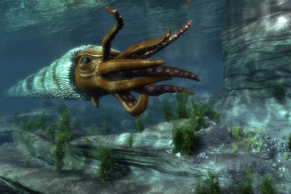 Kraken tor marketplace