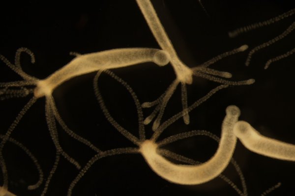 Kraken рабочая ссылка 2025