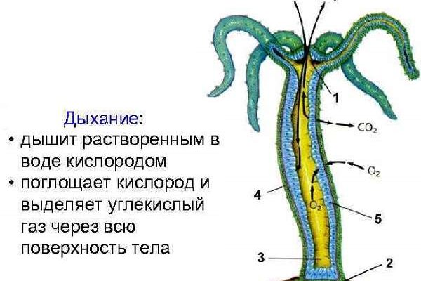 Кракен маркет даркнет только через тор